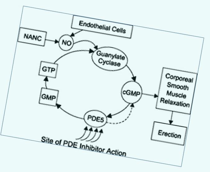 sildenafil mechanism of action
